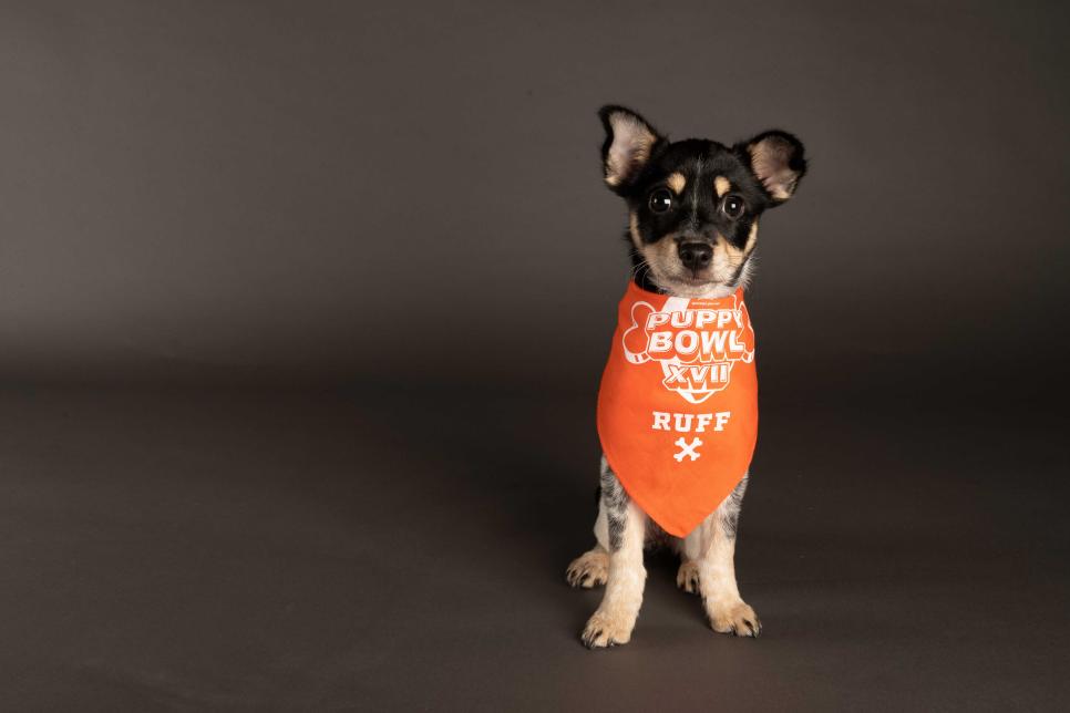 Meet the Players from Puppy Bowl XVII Puppy Bowl 2024 Discovery